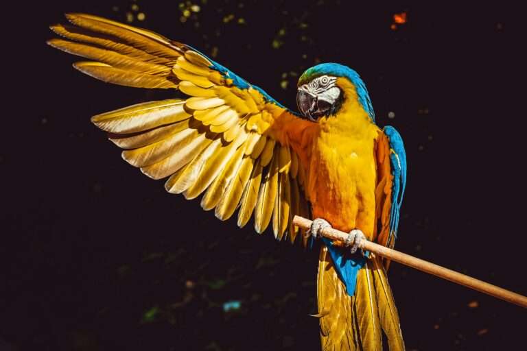 exotic pets on Craigslist?
